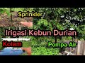 Sistem Irigasi Kebun Durian Borneo #musangking #oche #bawor #shorts #short #durian #montong