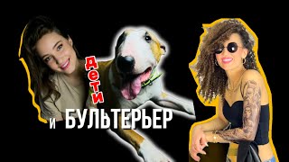 Бультерьер и дети. #бультерьер #bullterrier #интервью