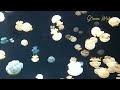 DANCING JELLYFISHES // Graciaa Mariee