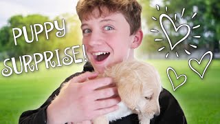 PUPPY SURPRISE