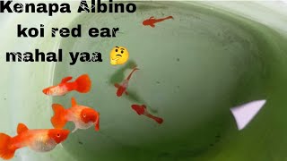 Guppy albino koi red ear//kenapa di sukai banyak orang🤔