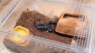 サソリの住処を作りました