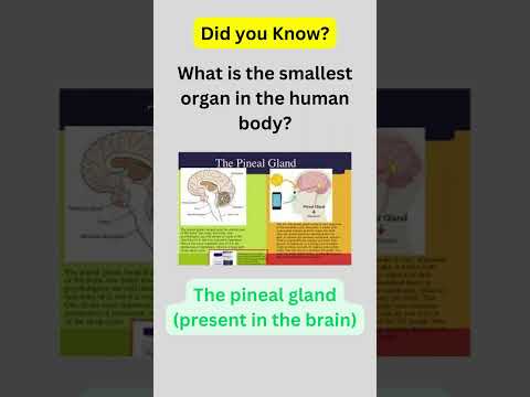 What is the smallest organ?