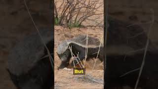 Porcupines vs Honey Badgers: The winner is… #shorts #animals