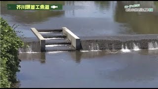 【高槻市】こだわりの技！芥川の魚道！前編