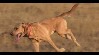 Hunting Dogs: Tips for Training and Working with Your Bird Dog