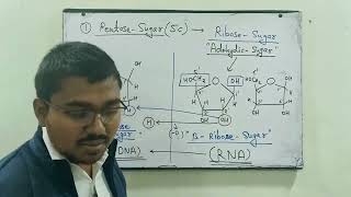 Molecular basis of inheritance