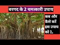 बरगद के पेड़ से किये जाने वाले चमत्कारी उपाय | Banyan Tree Remedy