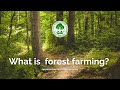 What is forest farming?