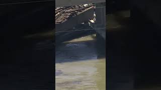 Texas bridge shut down after barge slams into it, causing oil spill | NBC4 Washington