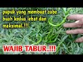 Pupuk Tabur ke Tiga Buah ke Dua Cabe Merah Dengan Pupuk Ini || Pertanian