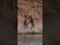 Lion VS Tiger | Tiger Vs Lion Comparison part5 2023 Video - PITDOG #tiktok