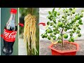 SPECIAL TECHNIQUE for propagating LEMON plants by cutting coca~cola and bananas for super fast growt