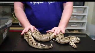 Olympus Reptiles Episode #19 Killer Bee Ball Python