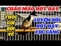 Chào mào hót luyện bổi hót hay, thúc gọi bổi má trắng về/ CHÀO MÀO 268.