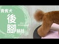 貴賓犬的後腳腳柱修剪｜凱莉老師 Groomer Kelly｜寵物美容教學｜Poodle's Back Leg Pet Grooming