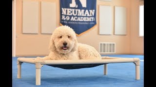 Journey (Goldendoodle) Boot Camp Dog Training Video Demonstration