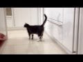 Cat sings Happy Birthday!