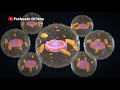 How Coronavirus Kills Medical 3D Animation (60FPS)