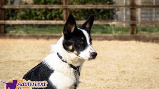 Pippa - Border Collie - 2 Week Residential Stay at Adolescent Dogs
