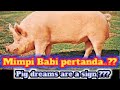 mimpi babi