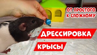 ДРЕССИРОВКА КРЫС | КАК ДРЕССИРОВАТЬ КРЫСУ | ОТ ПРОСТОГО К СЛОЖНОМУ