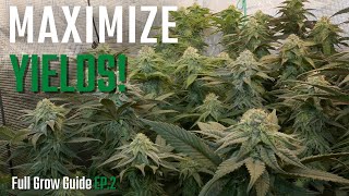 INCREASE Cannabis Plant Yields 2x2 Tent | Start to Finish EP.2