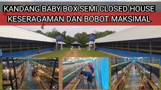 KANDANG BABY BOX SEMI CLOSED HOUSE | Solusi keseragaman dan bobot pullet optimal.