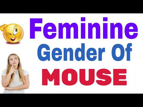 What is female gender of mouse?