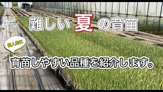 夏の育苗で失敗の少なかった品種を紹介します。