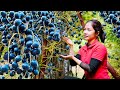 Harvesting palm fruits to sell at the market - Processing and cooking-Hana Daily Life