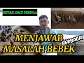 TERNAK BEBEK || MENJAWAB BERBAGAI MASALAH BEBEK PETELUR