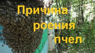 Одна из причин частого роения пчел