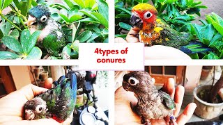 4 different type of conures and it's prices| basic care and info about conures| animal jagat|  Hindi