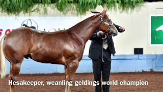 2017 AQHA Weanling Geldings