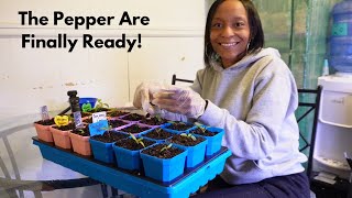 Pricking Out Pepper Seedlings and Planting Ranunculus | Indoor Quail Cam 742