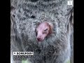 Kangaroo joey recorded for the first time popping its head out of its mother’s pouch.