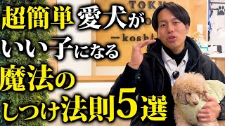 プロは皆やってる！愛犬がいい子になる魔法のしつけ法則5選