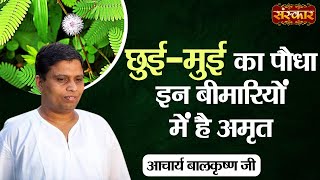 छुई-मुई का पौधा इन बीमारियों में है अमृत | Benefits of Shameplant | Acharya Balkrishna Ji Ke Nuskhe