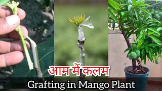 How to graft a mango tree | आम के पौधे में कलम कैसे लगाएं | Grafting fruit tree How to graft a mango tree | आम के पौधे में कलम कैसे लगाएं | Grafting fruit tree