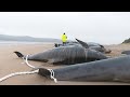 Australia: images of whale carcasses on Tasmania beach | AFP