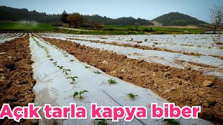 Open field hybrid capia pepper cultivation scots pine adana