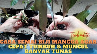 Cara Semai Biji Mangga Agar CEPAT TUMBUH DAN BANYAK TUNAS