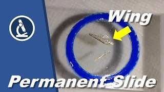 🔬 059 - How to make a PERMANENT SLIDE for Microscopy