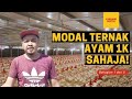 Bajet 1k ternak Ayam : Bahagian 1