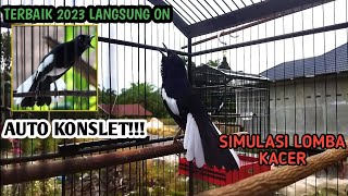 SIMULASI LOMBA KACER | SUARA TERAPI MENTAL KACER | MELATIH MENTAL KACER ANDA | 100% JADI!!!