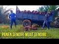 muat sawit menggunakan jonder,//bang dani