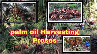 #kelapa_sawit  Harvesting Oil Palm Fresh Fruit Bunches || Palm oil Malaysia