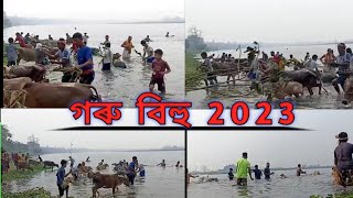 Goru bihu-||Morigaon-|-2023|গৰু বিহু | A Documentary On Assamese Culture Goru Bihu || Bohag bihu |