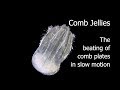 Comb Jellies - the beating of comb plates in slow motion